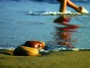 STEPPING STONES
